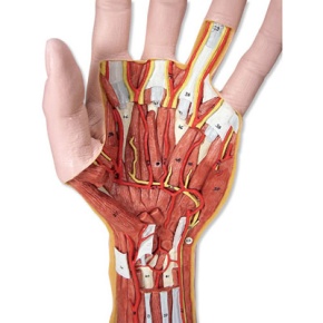 Hand-Struktur-Modell, 3-teilig