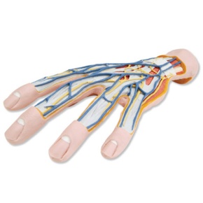 Hand-Struktur-Modell, 3-teilig