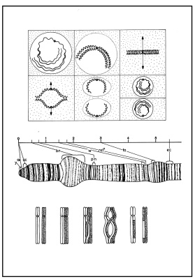 Skizzenblätter Biologie des Menschen, Teil IV Genetik, Medienpaket