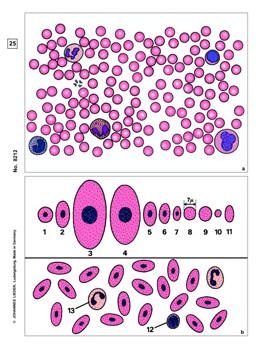 Allgemeinwissen Mikroskopie, Basissatz von 6 Einheiten, Lehrerpaket