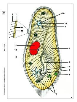 Protozoen (Urtiere), Basissatz von 8 Einheiten, Lehrerpaket