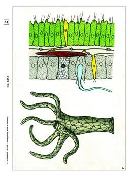 Wirbellose Tiere, Basissatz von 6 Einheiten, Schülersatz