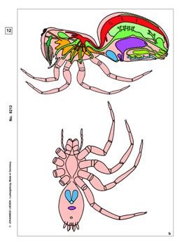 Wirbellose Tiere, Ergänzungssatz von 12 Einheiten, Lehrerpaket