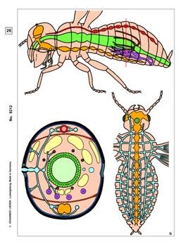 Insekten, Ergänzungssatz von 12 Einheiten, Lehrerpaket