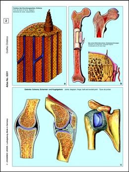 Die Tierzelle (Cytologie), Basissatz von 6 Einheiten, Lehrerpake