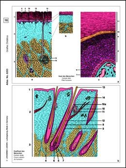 Histologie Mensch und Säugetiere, Basissatz von 6 Einheiten, Leh