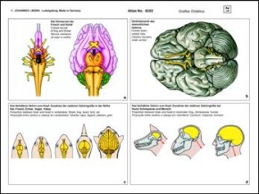 Histologie Mensch und Säugetiere, Ergänzungssatz II von 12 Einhe