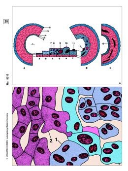Krankheiten des Menschen (Pathologie), Ergänzungssatz von 12 Ein