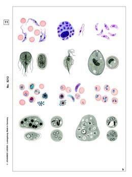 Parasiten, Basissatz von 6 Einheiten, Lehrerpaket
