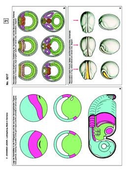Embryologie und Entwicklung der Tiere, Ergänzungssatz von 12 Ein