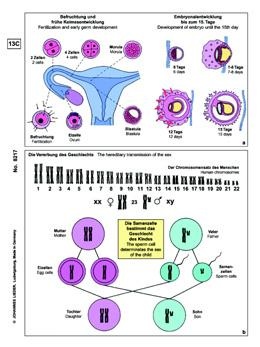 Genetik, Ergänzungssatz von 12 Einheiten, Schülersatz