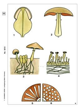 Blütenlose Pflanzen (Cryptogamen), Basissatz von 12 Einheiten, L