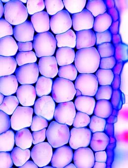 Pflanzenzelle (Cytologie), Basis-CD