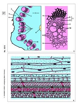 Blütenpflanzen, Stamm und Stengel, Basissatz von 6 Einheiten, Le