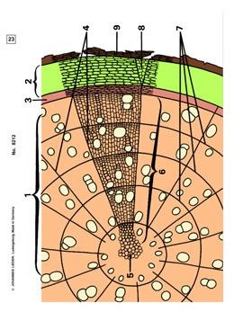 Blütenpflanzen, Stamm und Stengel,  Ergänzungssatz von 12 Einhei