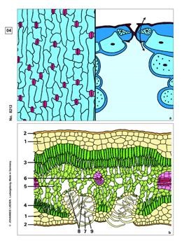 Blütenpflanzen, Blätter, Basissatz von 6 Einheiten, Lehrerpaket