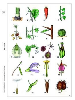 Blütenpflanzen, Blätter, Ergänzungssatz von 12 Einheiten, Lehrer