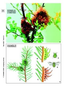 Nutzhölzer, Basissatz von 6 Einheiten, Lehrerpaket