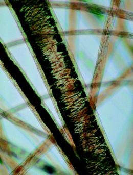 Textilfasern, Basissatz von 6 Einheiten, Lehrerpaket