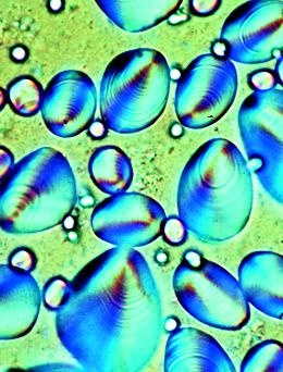 Nahrungsmittel und ihre Verfälschung, Basissatz von 6 Einheiten,