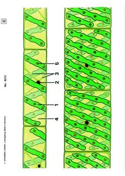 Die Wunderwelt im Wassertropfen, Basissatz von 6 Einheiten, Lehr