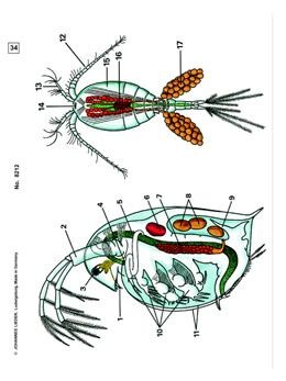Die Wunderwelt im Wassertropfen, Ergänzungssatz von 12 Einheiten