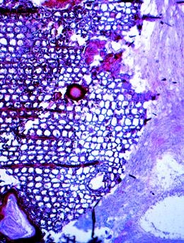 Luftverschmutzung und Allergene, Basissatz von 6 Einheiten, Lehr