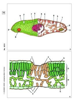 Schädigungen durch Umwelteinflüsse, Basissatz von 8 Einheiten, L