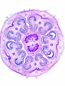 Die Blütenpflanzen, Basissatz von 12 Einheiten, Lehrerpaket