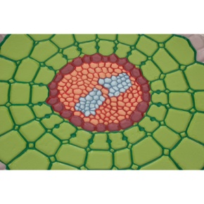 Querschnitt Wurzel Weißer Senf (Sinapis alba), Modell