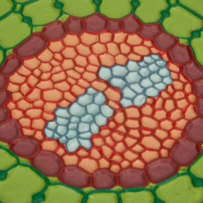 Querschnitt Wurzel Weißer Senf (Sinapis alba), Modell