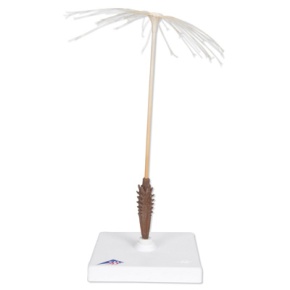 Löwenzahnblüte (Taraxum officinale), Modell