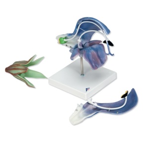 Wiesensalbeiblüte (Salvia pratensis), Modell