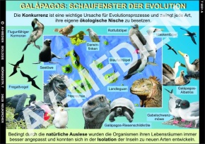 DVD-Video: Galápagos - Schaufenster der Evolution, 52 min