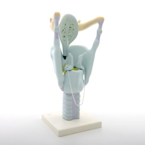 Funktions-Kehlkopf, 3-fache Größe