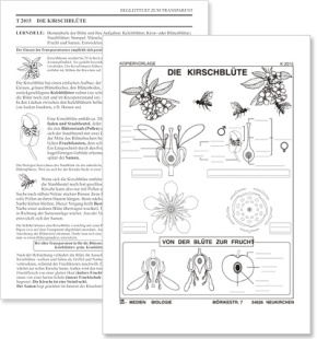 Digitale Folien auf CD - Der Mensch