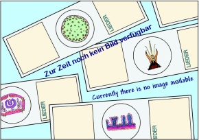 Mikropräparat - Scorpion, Schnitt mit Giftdrüsen