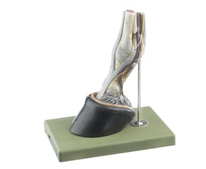 Rechter Vorderfuss des Pferdes mit Bandapparat, Gefässen und Nerven