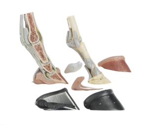 Rechter Vorderfuss des Pferdes mit Bandapparat, Gefässen und Nerven