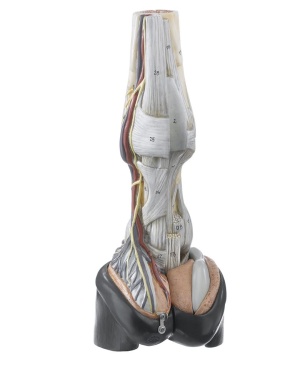 Rechter Vorderfuss des Pferdes mit Bandapparat, Gefässen und Nerven