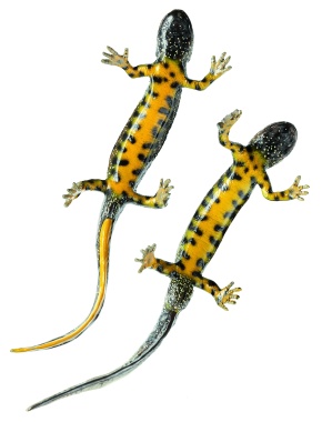 Modell Kammmolch, männlich