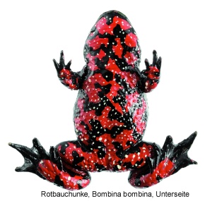 Modell Rotbauchunke, Bombina bombina