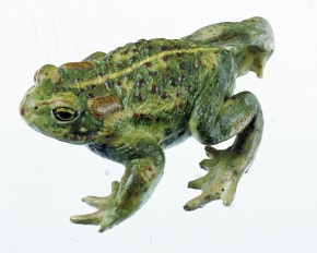 Modell Kreuzkröte, Bufo calamita