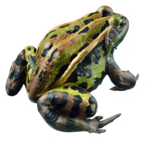 Modell Kleiner Teichfrosch, Rana lessonae