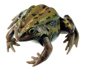 Modell Kleiner Teichfrosch, Rana lessonae