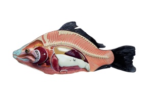 Modell Anatomie beim Knochenfisch